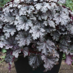 Dressed Up® 'Prom Dress' Coral Bells -Great Garden Plants ffe19319e5fd70e3e84f32dde6798704