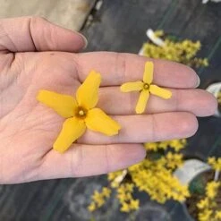 Flying Machine® Forsythia -Great Garden Plants forsythia flying machine 6 P sw