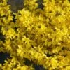 Flying Machine® Forsythia 2 Flying Machine® Forsythia -Great Garden Plants forsythia flying machine 7 P sw