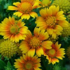 Drought Resistant+ Long Blooming Collection -Great Garden Plants gaillardia arizona apricot 1
