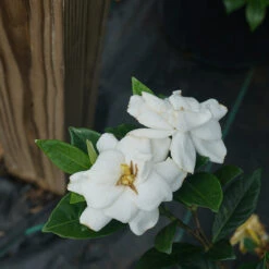 Steady As She Goes™ Gardenia 8 Steady As She Goes™ Gardenia -Great Garden Plants gardenia steady as she goes 2