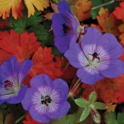 Rozanne® Cranesbill 9 Rozanne® Cranesbill -Great Garden Plants geranium rozanne cranesbill 2