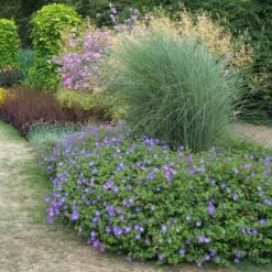 Rozanne® Cranesbill 10 Rozanne® Cranesbill -Great Garden Plants geranium rozanne cranesbill 3