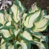 'Hans' Hosta -Great Garden Plants hans hosta 1