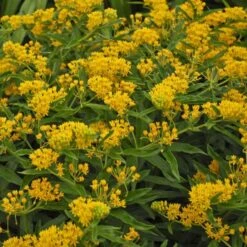'Hello Yellow' Milkweed -Great Garden Plants hello yellow milkweed 3