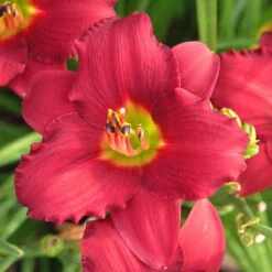 'Pardon Me' Daylily 9 'Pardon Me' Daylily -Great Garden Plants hemerocallis pardon me daylily 1