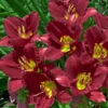 'Ruby Stella' Daylily 1 'Ruby Stella' Daylily -Great Garden Plants hemerocallis ruby stella 1