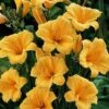 'Stella D'Oro' Daylily 1 'Stella D'Oro' Daylily -Great Garden Plants hemerocallis stella doro daylily 1