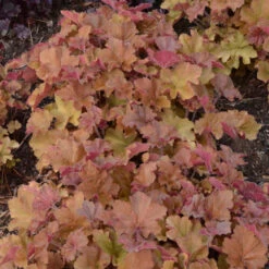 'Caramel' Coral Bells -Great Garden Plants heuchera coralbells caramel