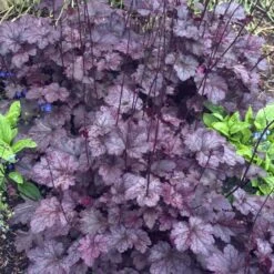 'Palace Purple' Coral Bells -Great Garden Plants heuchera palace purple 4 sw