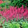 'Paris' Coral Bells -Great Garden Plants heuchera paris coral bells 1