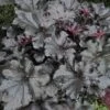 Primo® 'Black Pearl' Coral Bells -Great Garden Plants heuchera primo black pearl coral bells 1