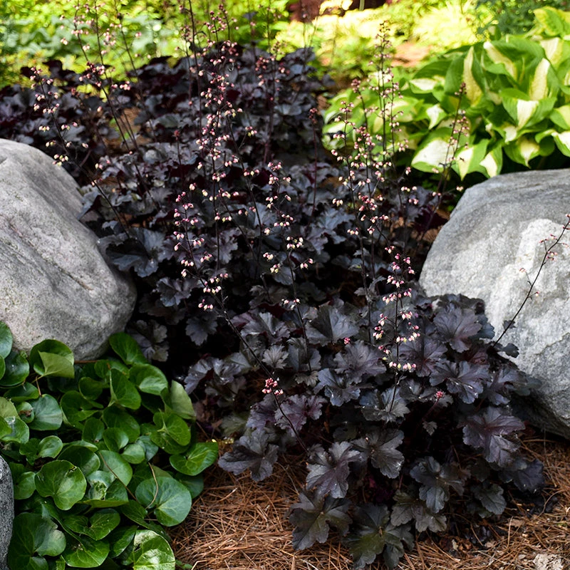 Primo® 'Black Pearl' Coral Bells 4 Primo® 'Black Pearl' Coral Bells - Image 2