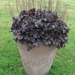 Primo® 'Black Pearl' Coral Bells 12 Primo® 'Black Pearl' Coral Bells -Great Garden Plants heuchera primo black pearl coral bells 4