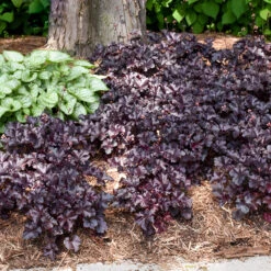 Primo® 'Black Pearl' Coral Bells 13 Primo® 'Black Pearl' Coral Bells -Great Garden Plants heuchera primo black pearl coral bells 5