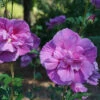 Dark Lavender Chiffon® Rose Of Sharon -Great Garden Plants hibiscus dark lavender chiffon 3