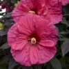 Summerific® 'Evening Rose' Perennial Hibiscus -Great Garden Plants hibiscus summerific evening rose 1 sw