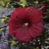 Summerific® 'Holy Grail' Perennial Hibiscus -Great Garden Plants hibiscus summerific holy grail 3 sw