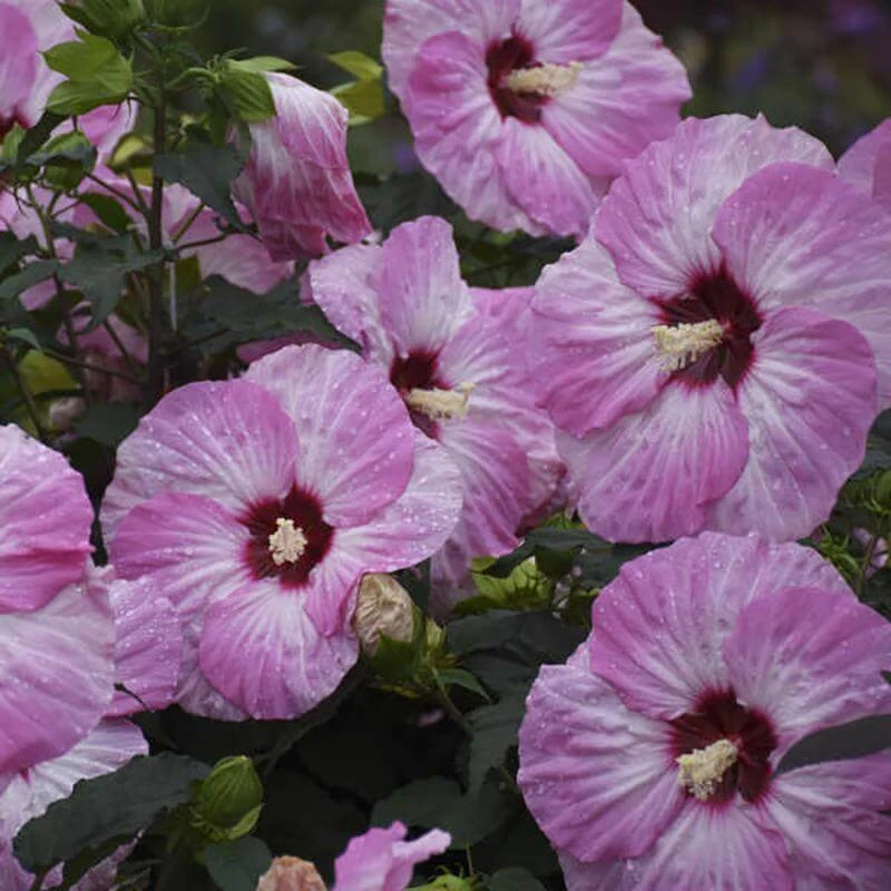 Summerific® 'Spinderella' Perennial Hibiscus 4 Summerific® 'Spinderella' Perennial Hibiscus - Image 2