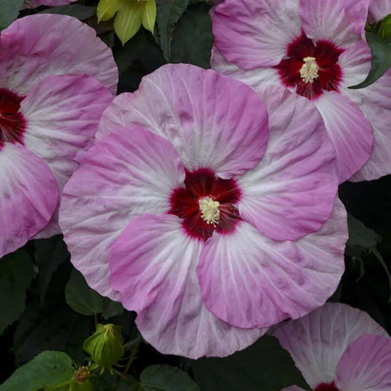 Summerific® 'Spinderella' Perennial Hibiscus 3 Summerific® 'Spinderella' Perennial Hibiscus