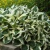 'Patriot' Hosta -Great Garden Plants hosta patriot 1