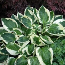 'Patriot' Hosta 11 'Patriot' Hosta -Great Garden Plants hosta patriot 3
