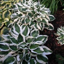 'Patriot' Hosta 13 'Patriot' Hosta -Great Garden Plants hosta patriot 6