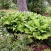 'Royal Standard' Hosta -Great Garden Plants hosta royal standard 1