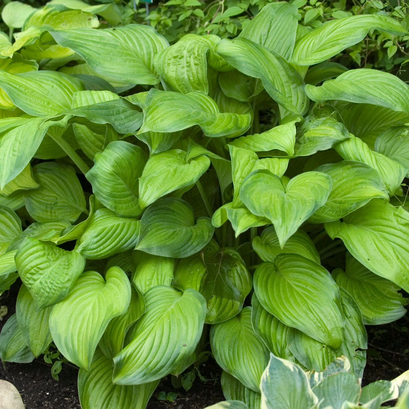 'Stained Glass' Hosta 7 'Stained Glass' Hosta - Image 5