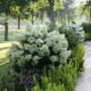 Bobo® Panicle Hydrangea 1 Bobo® Panicle Hydrangea -Great Garden Plants hydrangea bobo 7 sw