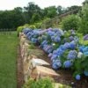 Endless Summer® Bigleaf Hydrangea -Great Garden Plants hydrangea endless summer 26 sw