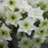 Gatsby Star® Oakleaf Hydrangea -Great Garden Plants hydrangea gatsby star 1 sw