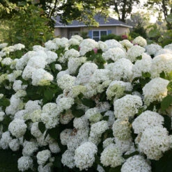 Incrediball® Smooth Hydrangea -Great Garden Plants hydrangea incrediball 7