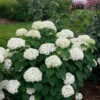 Invincibelle Limetta® Smooth Hydrangea 1 Invincibelle Limetta® Smooth Hydrangea -Great Garden Plants hydrangea invincibelle limetta 1