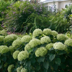 Invincibelle Limetta® Smooth Hydrangea -Great Garden Plants hydrangea invincibelle limetta 7