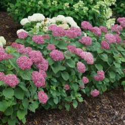 Invincibelle Mini Mauvette® Smooth Hydrangea -Great Garden Plants hydrangea invincibelle mini mauvette 4