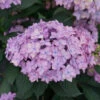 Let's Dance Can Do!® Bigleaf Hydrangea -Great Garden Plants hydrangea lets dance can do 2
