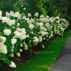 'Limelight' Panicle Hydrangea 14 'Limelight' Panicle Hydrangea -Great Garden Plants hydrangea limelight 10