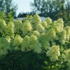 Limelight Prime® Panicle Hydrangea -Great Garden Plants hydrangea limelight prime 2