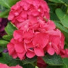 Wee Bit Giddy® Bigleaf Hydrangea -Great Garden Plants hydrangea macrophylla wee bit giddy 1