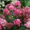 Fire Light® Panicle Hydrangea -Great Garden Plants hydrangea paniculata fire light 1 sw