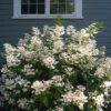 Little Quick Fire® Panicle Hydrangea -Great Garden Plants hydrangea paniculata quick fire 1