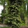 Climbing Hydrangea -Great Garden Plants hydrangea petiolaris 1 sw