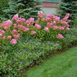Vanilla Strawberry® Panicle Hydrangea -Great Garden Plants hydrangea vanilla strawberry 10