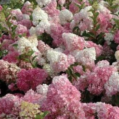 Vanilla Strawberry® Panicle Hydrangea -Great Garden Plants hydrangea vanilla strawberry 3
