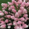 Vanilla Strawberry® Panicle Hydrangea -Great Garden Plants hydrangea vanilla strawberry 4