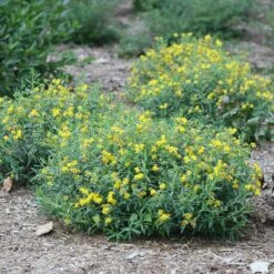 Great Garden Plants 3 Blues Festival® St. John's Wort