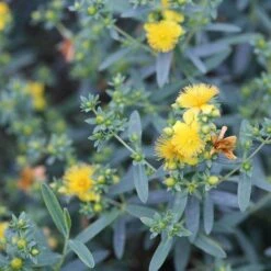 Great Garden Plants -Great Garden Plants hypericum blues festival 2 sw