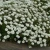 'Tahoe' Candytuft -Great Garden Plants iberis tahoe 1