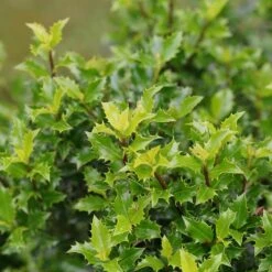 Castle Keep® Blue Holly -Great Garden Plants ilex castle keep 3 sw